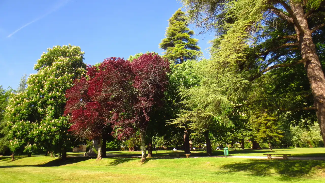 درختان و فضای سبر