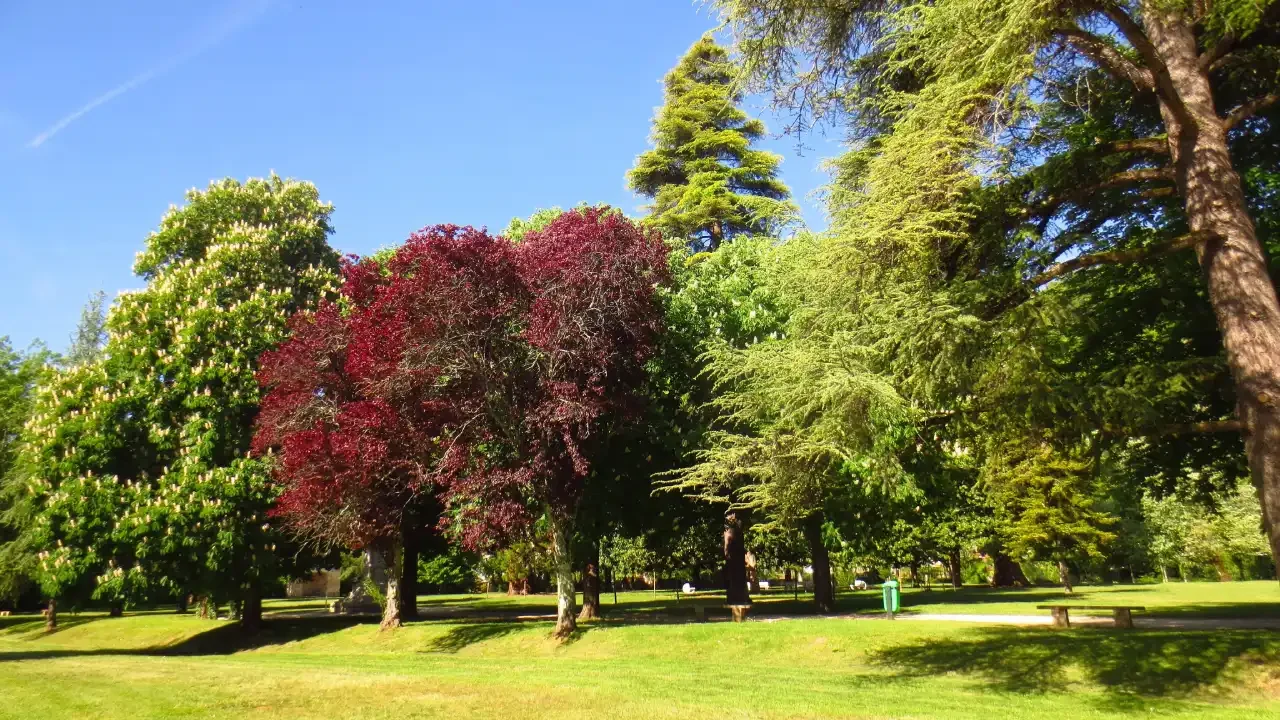 درختان و فضای سبر