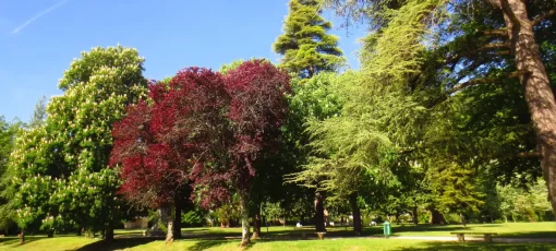 درختان و فضای سبر